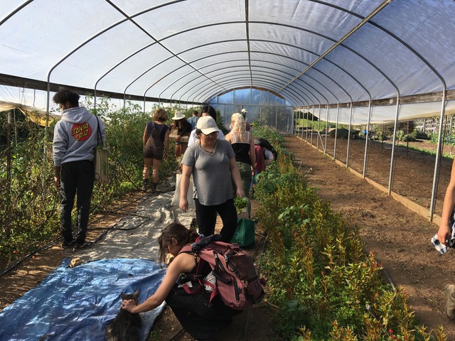 Image of students harvesting for natural dyes