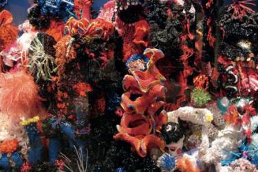 Image of coral reef rendered in crochet