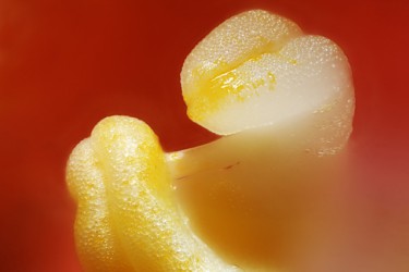 Hibiscus Anthers Embrace