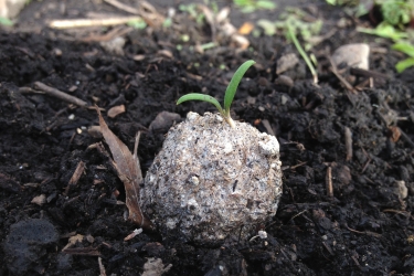 Seed ball made of soil, seeds, and compost