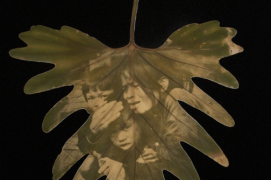 Ambush in the Leaf #4, 2007, Chlorophyll print and resin, 17.5 x 13.5 inches