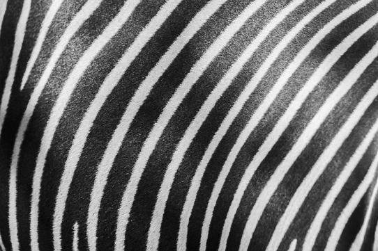 Zebra Nopalera #16 (2020)