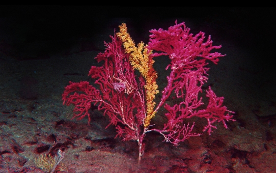 Saul Villegas, Deep-Sea Coral II Series, 2021.
