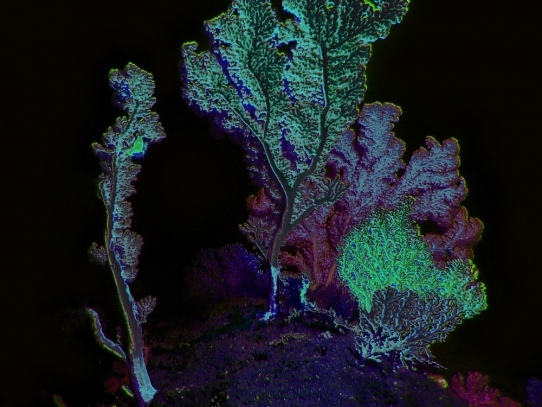 Saul Villegas, Deep-Sea Coral II Series, 2021.